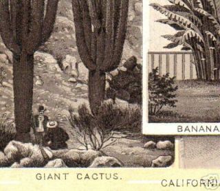 1890s  Giant Cactus Banana Plant Calif Je​rsey Coffee
