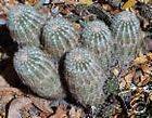 Echinocereus reichenbachii Hardy Cactus SEEDS