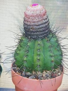 Melocactus Rubrispinus, cacti rare cactus seed 20 SEEDS