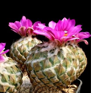   Strobilliformi​s succulent cactus Plant Seeds~Pinecone cactus