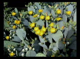 HARDY SPINELESS OPUNTIA PRICKLY PEAR PAD Cactus Plant