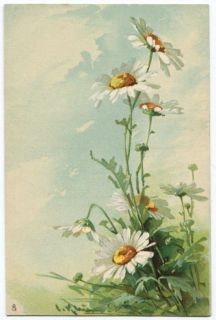 090512S Catherine Klein Signed Daisy Daisies Postcard Tuck