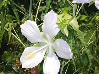 White   STAR of TEXAS Hibiscus   HUGE FLOWERS