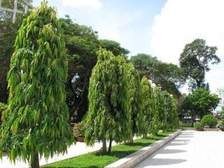   longifolia Seeds False Ashoka Buddha Tree Indian Fir mast tree