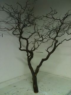 Manzanita Branches   (1)   36 wish tree & (12)  30 centerpiece 