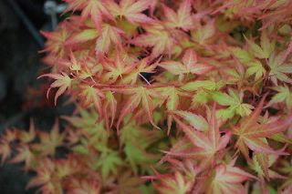 Japanese Maple Acer JOHNNIES PINK