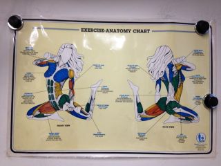 Original Vintage Exercise Anatomy Chart Health Work Out Poster P10