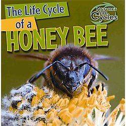 NEW The Life Cycle Of A Honeybee   Linde, Barbara M.