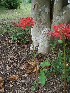 Red Spider Lily live plant 10 large bulbs (one lot)