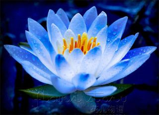   Seed ★ 10 Lotus Fairy Flower Color Aquatic Plants Blue Flower Lucky