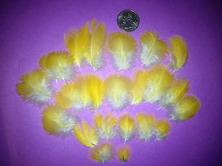 22 YELLOW Macaw Parrot Feathers, 1 2 & NATURAL   Costume, Fly Tying