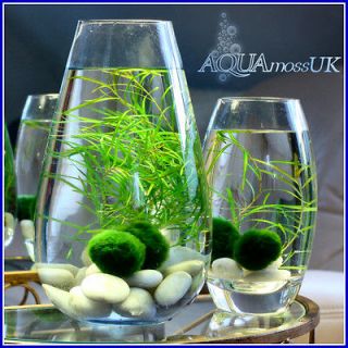   LUCKY MOSS BALLS marimo Unique and Rare Live Plant GREAT GIFT
