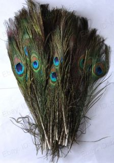 wholesale peacock feathers in Feathers