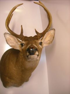 DEER Head White Tail BUCK Antlers   10 Point TAXIDERMY Mount 16 