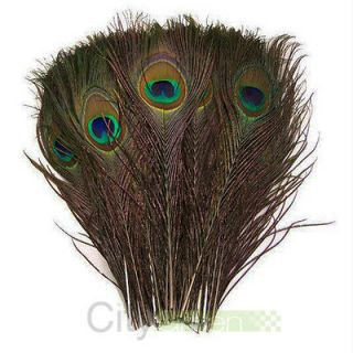 peacock feathers in Feathers