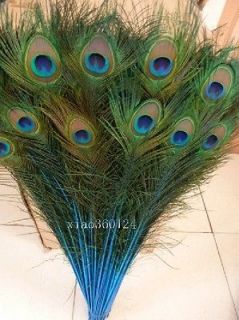 blue peacock feathers in Feathers