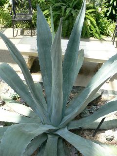   Mexico Agriculture Magufy Pulque Century Plant Agave Americana Donkey