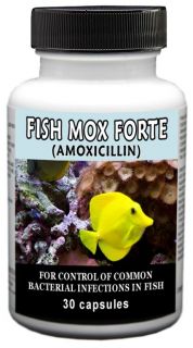 Antibiotics   Fish Mox Forte (Amoxicillin)   500mg   30 Count 