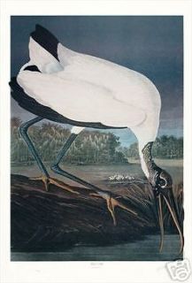 Ltd. Ed. Loates Audubon WOOD IBIS Bird Print Signed