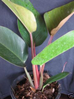 Philodendron Red Kongo Tropical House Plant