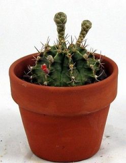Chin Cactus   Gymnocalycium   EASY   3 Pot