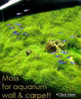 Xmas Moss live aquarium plant decoration package co2 flame java fish 