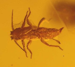 Fossil Aphid and twig in genuine Baltic amber