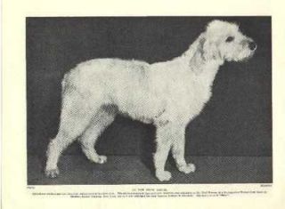 Spinone Italiano   Vintage Dog Photo Print   1934