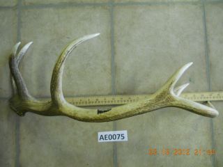 Red deer antler shed great for making a knife or lamp stand AE0075