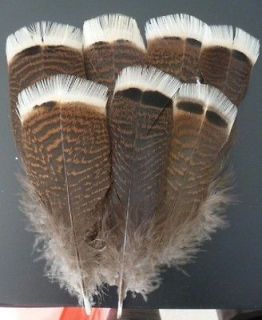 10 PCS the precious wild turkey tail feathers 6 8 inches / 15 20 cm