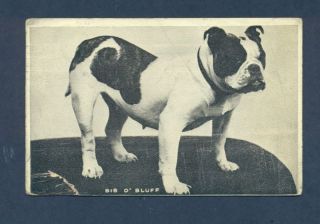 G2216 Real Photo Postcard Standing Old English Bull Dog