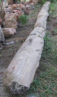 Petrified Wood 20 Ft. Long Complete Tree Woodworth​ia Arizona