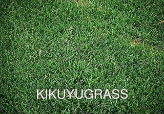 KIKUYU GRASS SEED PENNISETU​M CLANDESTINUM AZ 1 10 GR. 4000+ SEEDS