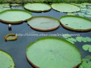 pond plants in Flowers, Trees & Plants