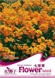  50 Wallflower Seed Yellow Wallflower Ornamental Popular 