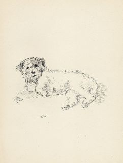Wire Haired Jack Russell Fox Terrier Dog Sketch Page Print Lucy Dawson 