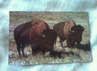 North American Bison, Theodore Roosevelt Memorial National Park, ND 