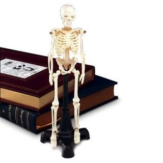 Petite Pete Miniature Human Skeleton Anatomy Model