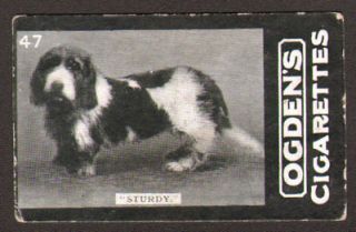 DOG Bassett Hound (Named) Photo Trading Card, 1901
