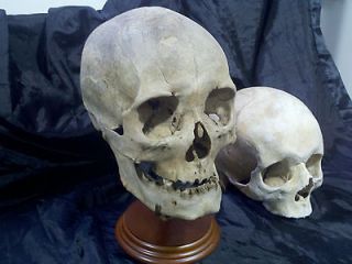 real human skull in Collectibles