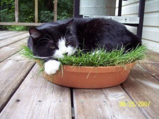 Organic Cat Grass ★Rye★Good Natural Nibbling Treat ★Feline 