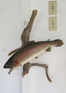 Beautiful 20 Rainbow Trout Taxidermy Fish Skin Mount Driftwood Wall 