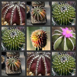 Uebelmannia Mix rare cactus seeds~Uebelman​ia Purple cactus seeds