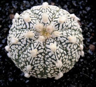 ASTROPHYTUM ASTERIAS cv. PURE SUPER KABUTO cactus seeds
