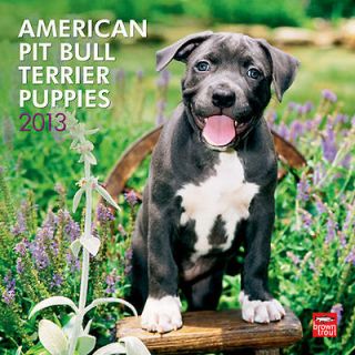 American Pit Bull Terrier Puppies 2013 Wall Calendar
