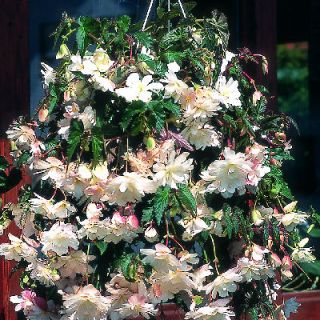 15 Seeds Begonia Trailing Cascade Beauty White Pelleted Seeds