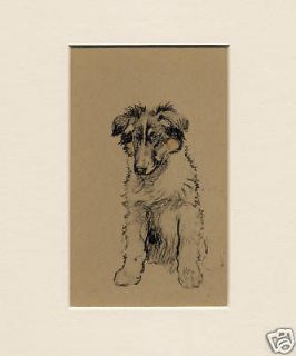   COLLIE PUPPY Lovely Original Vintage Dog Print by Cecil Aldin 1934