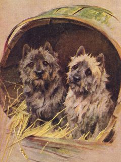 CAIRN TERRIER DOGS IN A BARREL KENNEL DOG PRINT 8 X 10 MOUNTED READY 