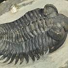 E804  3D DEVONIAN TRILOBITE   Coltraneia oufatenensis