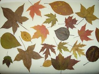 50) FALL LEAVES  WEDDINGS/ DECORATIONS/CRAFTS/ real/pressed/ dried 